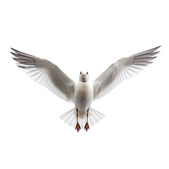 Seagull flying alone against transparent backround.