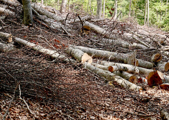 Raw timber in a controlled cut beech forest  - 631232032
