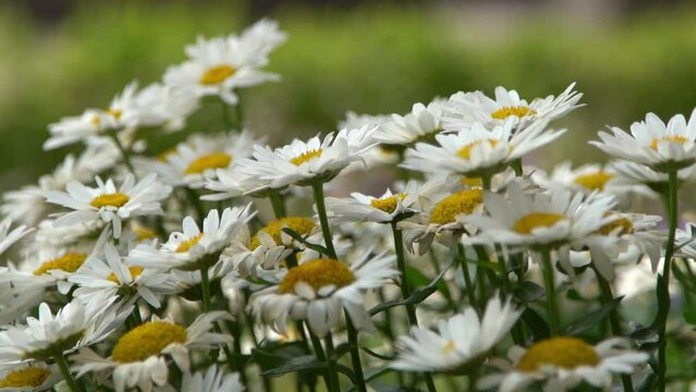 A bush of white daisies in the garden. Summer flower. Gardening. Buds close up. Chamomile petals. Floral background. Flora plant