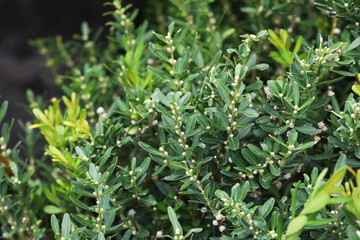 Fototapeta na wymiar Boxwood shrubs (Buxus spp.) in topiary garden