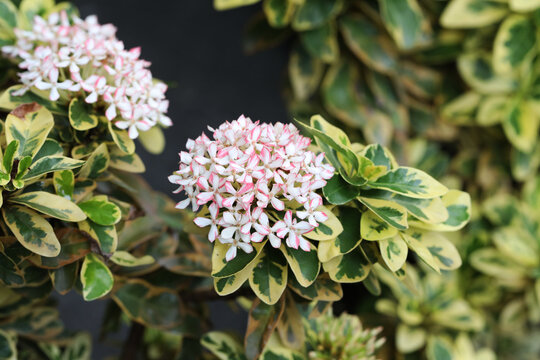 variegated leaf Ixora plant with pink and white flower