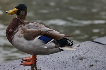 Beautiful birds around the city