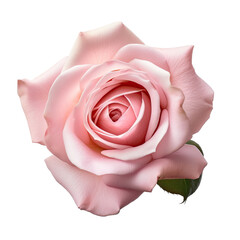 Isolated, a lovely pink rose blooms.