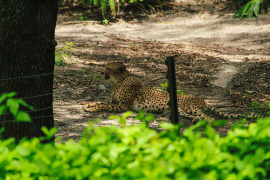 Cheetah