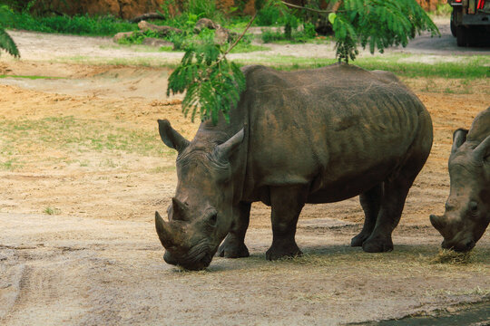 Rhinoceros