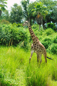 Giraffe walking