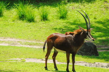 Sable Antelope