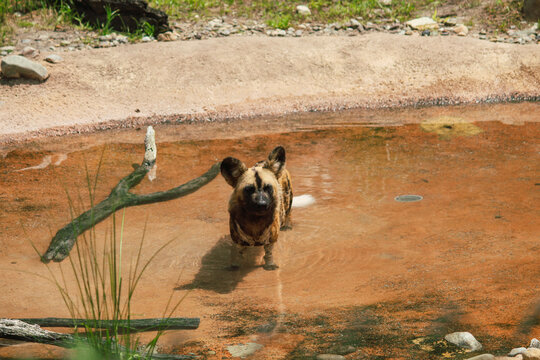African Wild Dog