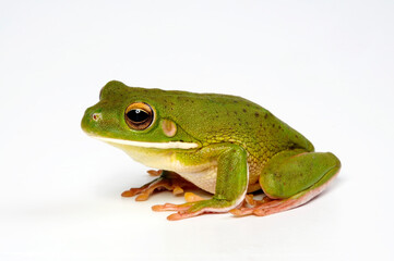 White-lipped tree frog // Neuguinea-Riesenlaubfrosch (Nyctimystes infrafrenatus / Litoria infrafrenata)