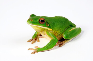 White-lipped tree frog // Neuguinea-Riesenlaubfrosch (Nyctimystes infrafrenatus / Litoria infrafrenata)