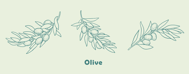 Olive, olive branch , logo , doodle ,line art,  olive tree ,sketch, drawing, vector illustration, olives, package logo