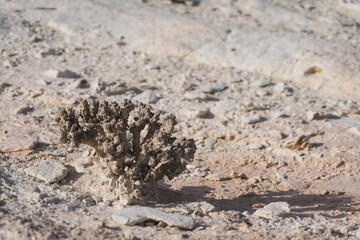 A low-growing plant in the Kazakh steppe is dry in harsh conditions, a shrub in the desert in macro