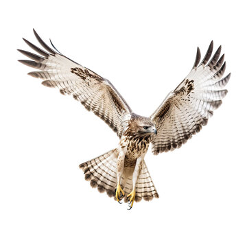 Hawk in flight against transparent backround