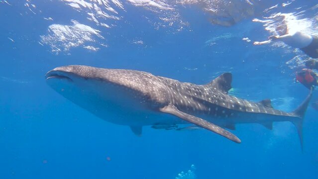 Large whale shark swimming at surface with snorkelers