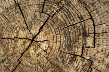 Tronco de árbol cortado  - 631242844