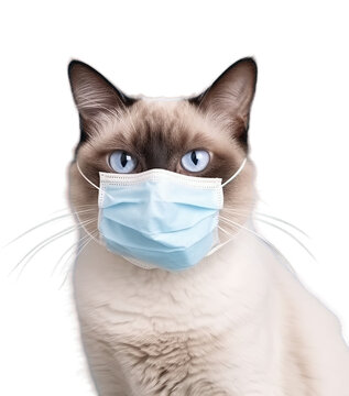 Cute cat with medical mask looking at camera isolated on transparent background, png image. Concept of veterinary or medical care for pets.