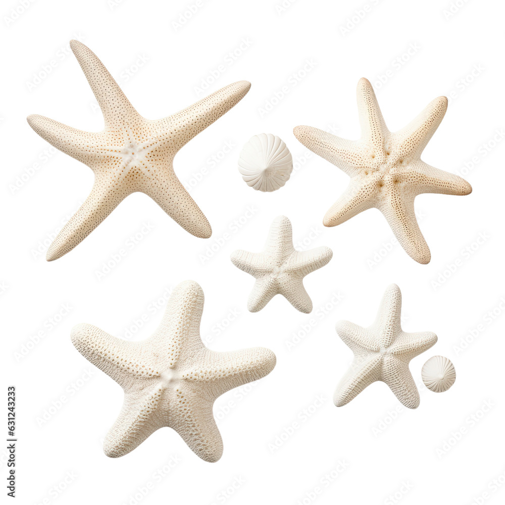 Poster white starfish of different kinds separated by transparent backround, summer design with subtle shad