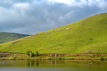 Fototapeta na wymiar beautiful nature background with sheeps in plateau