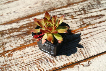 rojnik Ginger Nut Sempervivum