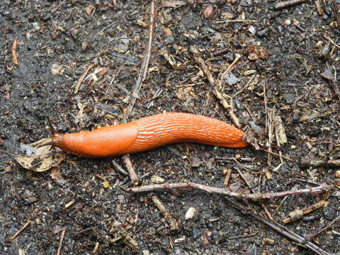 Babosa de color naranja arrastrandose sobre la tierra