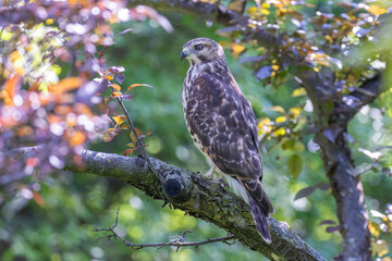 red-shouldered hawk (Buteo lineatus) juvenile in summer