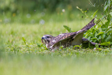 red-shouldered hawk juvenile feeding with grasshoppers