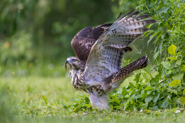 red-shouldered hawk juvenile take off