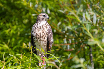 red-shouldered hawk (Buteo lineatus) juvenile in summer