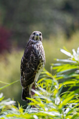 red-shouldered hawk (Buteo lineatus) juvenile in summer
