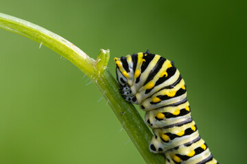 Papilio polyxenes, the (eastern) black swallowtail, American swallowtail or parsnip swallowtail caterpillar 