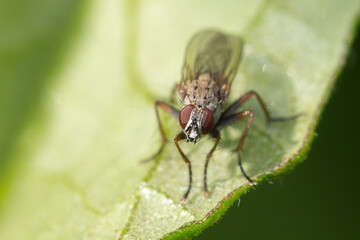 Tachinid fly looking for prey, macro shot 