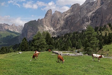 Summer scenery of a beautiful ranch in a grassy valley in Dolomites with cattle grazing on green meadows & a rugged Alpine mountain range in the background in Trentino, Alto Adige, South Tyrol, Italy