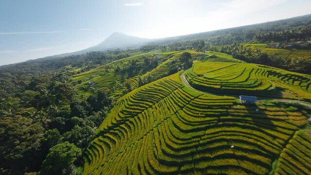 Belimbing rice terraces with FPV drone at Bali Island, Indonesia. Fast manual close proximity aerial flight around green fields with volcano mountain view