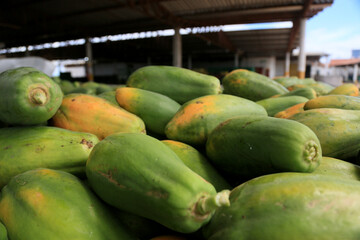itaberaba, bahia, brazil - august 3, 2023: Papaya plantation in a farm in the rural area of the municipality of Itaberaba.