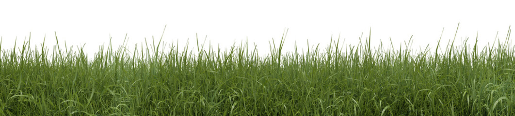 Obraz premium Fresh grass field in nature, meadow in springtime, Tropical forest isolated on transparent background - PNG file, 3D rendering illustration for create and design or etc