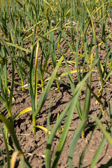 green garlic growing in beds, growing a new crop of garlic