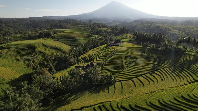 Belimbing Rice terraces at Bali Island, Indonesia - DJI Mavic Drone slow long straight flight 1