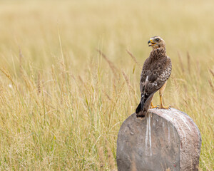 A White Eye buzzard