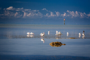 Small flock of white ibis fishing in the shallow waters off Key West