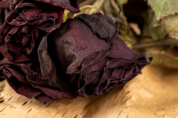 An old dry rose with crumbs from dry petals