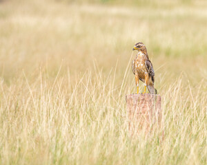 A White Eye Buzzard