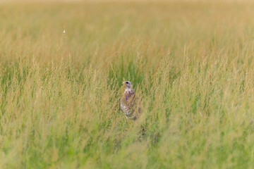 A White Eye Buzzard