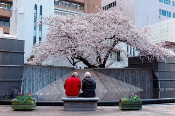 Tourists admire a beautiful cherry blossom (sakura) tree by a fountain & artificial waterfall of a...