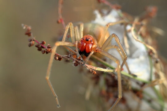 Cheiracanthium punctorium. A female venomous spider deadly to insects