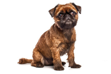 Brussels Griffon Dog On White Background. Generative AI