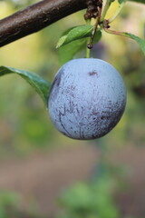 A close up of a fruit