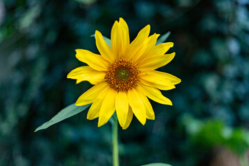 żółty kwiat mini słonecznik ogrodowy
