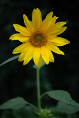 żółty kwiat mini słonecznik ogrodowy