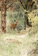 Klipspringer Antelope in the forest
