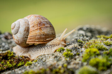 Escargot grimpe